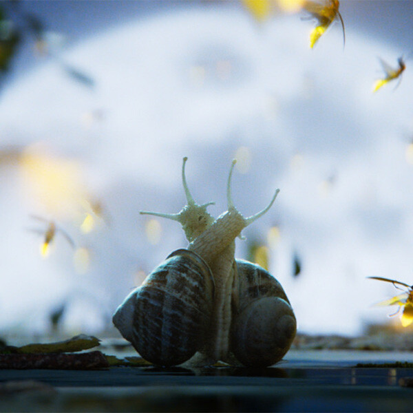 Film d'animation L’escargot Gaucher - Valentin DECOMBE, Matteo BOULARD, Mathys MYSIUS, Louis VELAINE, Gabryel AURY, Clément NAHMIAS MoPA 2025